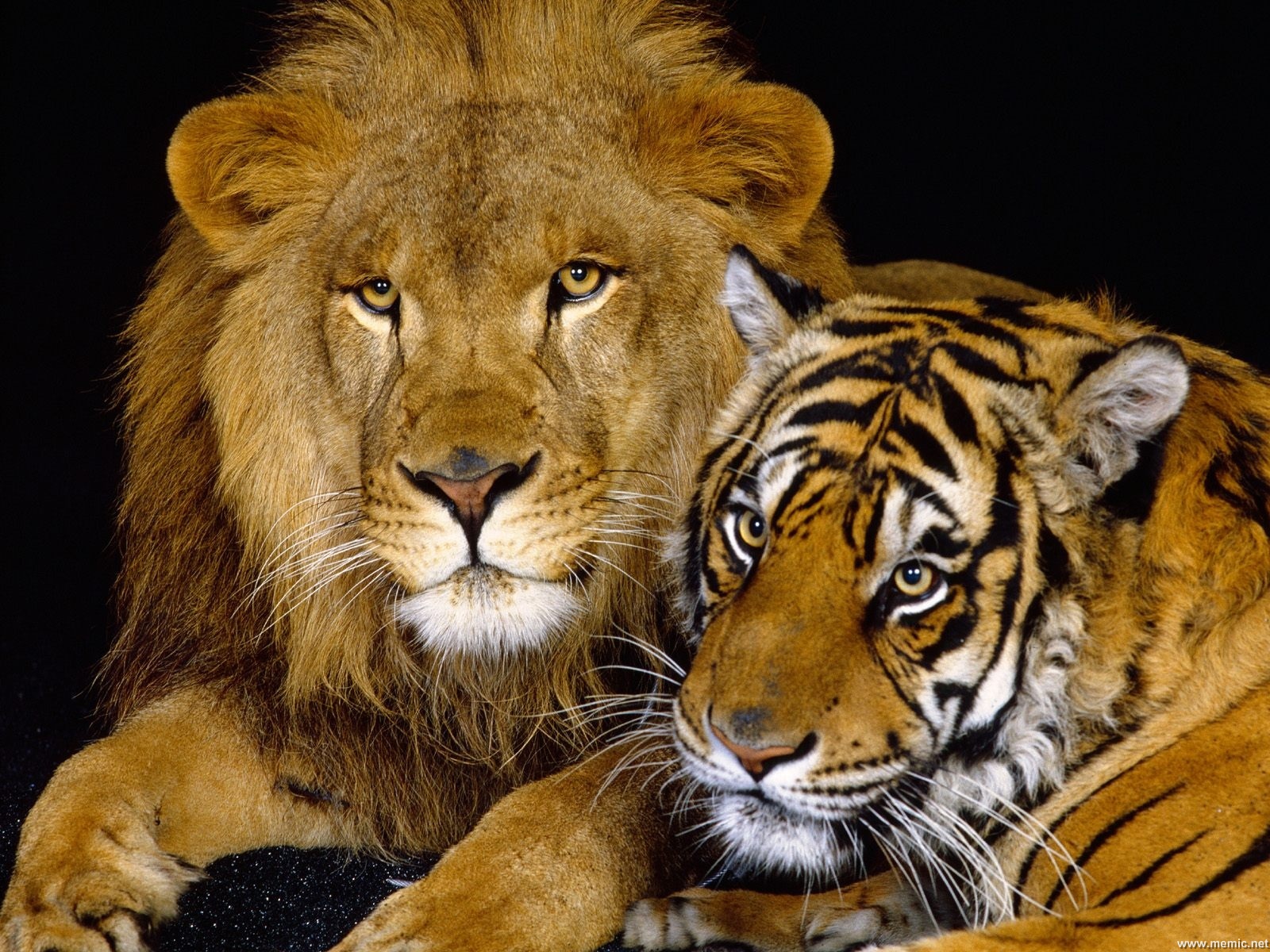 leone-tigri