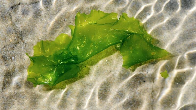 alghe joliment
